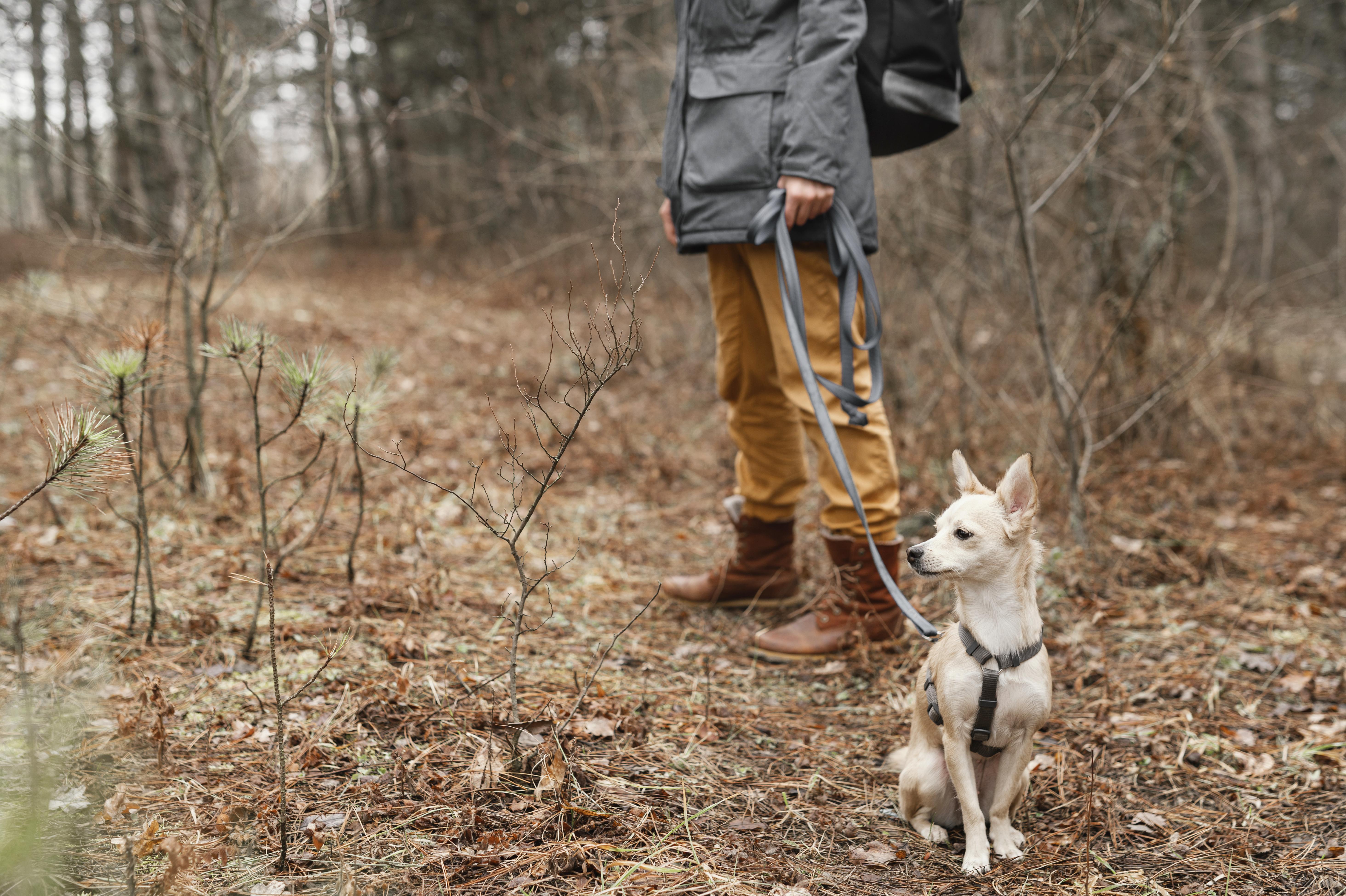 5 Features to Look For in the Best Hiking Leash for Dogs